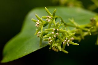 Unia Europejska wprowadziła zakaz. Od 2027 roku ta roślina w Polsce będzie zakazana. Jeśli się jej nie pozbędziesz, zapłacisz wysoką karę 