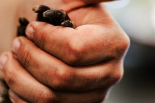 Weterynarze z Przemyśla pracują by malutkie wyderki wróciły na wolność [GALERIA]