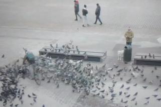 Rozjechał gołębie na Rynku Głównym w Krakowie. Dostawca odpowie przed sądem [WIDEO]