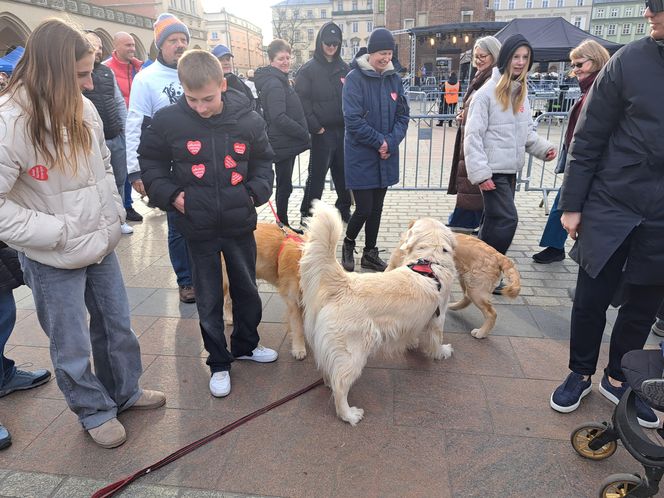 33. Finał WOŚP z grupą krakowskich Golden Retrieverów