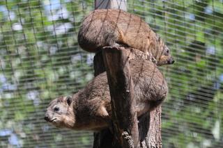 Góralki skalne w Warszawskim ZOO