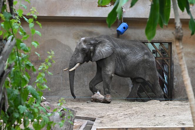 Warszawskie zoo