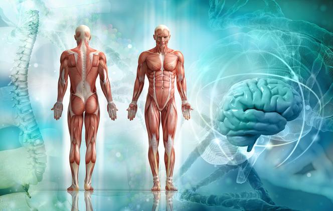 Anatomia człowieka: budowa ciała i narządy wewnętrzne