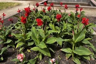 Ogród Różany w Szczecinie 