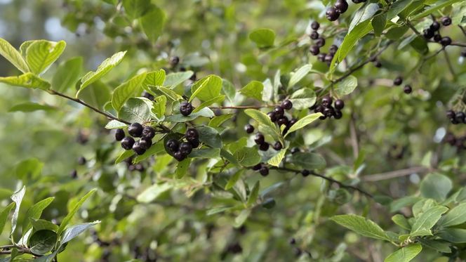 Aronia, krzew i owoce
