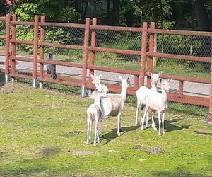 Nowe zwierzęta w Mini ZOO w Lesznie