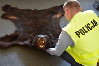 Próbował sprzedać na aukcji wyprawioną skórę chronionego gatunku niedźwiedzia