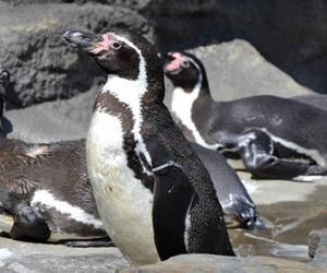 Pingwiny wróciły na wybieg zewnętrzny w chorzowskim ZOO 