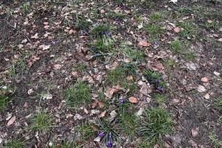 Krokusy w Szczecinie 