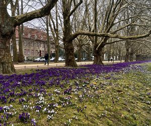 Krokusy w Szczecinie 