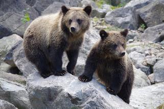 TPN zamyka szlaki w Tatrach. Wszystko przez... wędrujące tam niedźwiadki