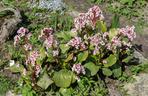 Bergenia grubolistna