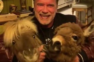 Arnold Schwarzenegger wraz z kucem i osłem zachęca do zostania w domu! Zabawne WIDEO!