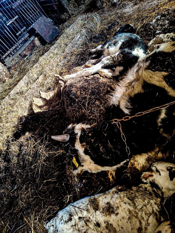 Zagłodził stado krów, a także kury