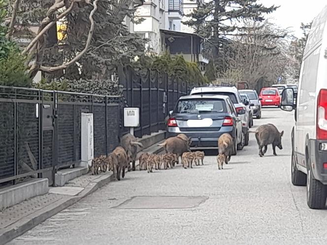 Dzik jest dziki, dzik jest zły? Jak się zachować, kiedy spotkamy go na swojej drodze?