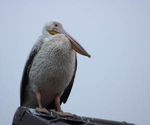 Do Polski przyleciał pelikan z kryzysem tożsamości. Myśli, że jest bocianem!