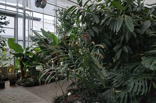 Spacer po ogrodzie botanicznym odbywa się w dniach 18 i 19 stycznia