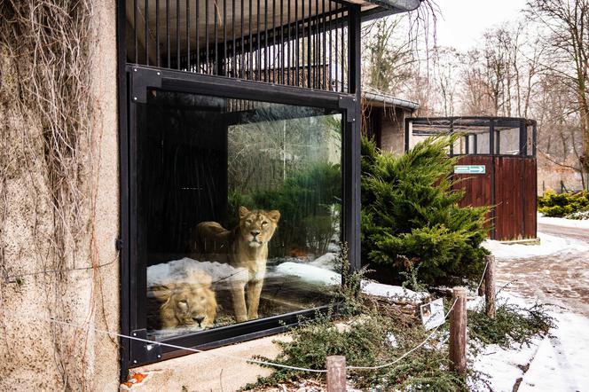 Łódzkie lwy zamieszkaja w zoo w Lublanie