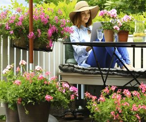 Pelargonie na balkonie