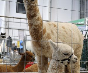 ZooPark ponownie przyciągnął do Targów Lublin tłumy miłośników zwierząt