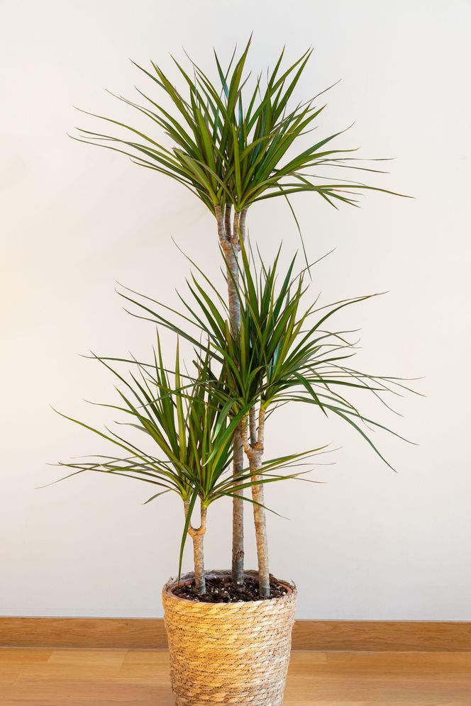Dracena obrzeżona