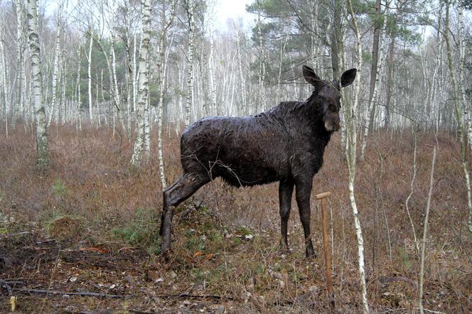 Wyciągnęli klępę z podlaskiego bagna