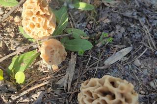 Silnie trująca piestrzenica kasztanowata mylona ze smardzem jadalnym [ZDJĘCIA]