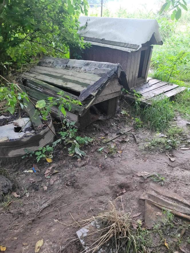 Kojec zarośnięty przez krzaki, sznury u szyi. W takich warunkach żyły psy w Krakowie. Interweniował KTOZ