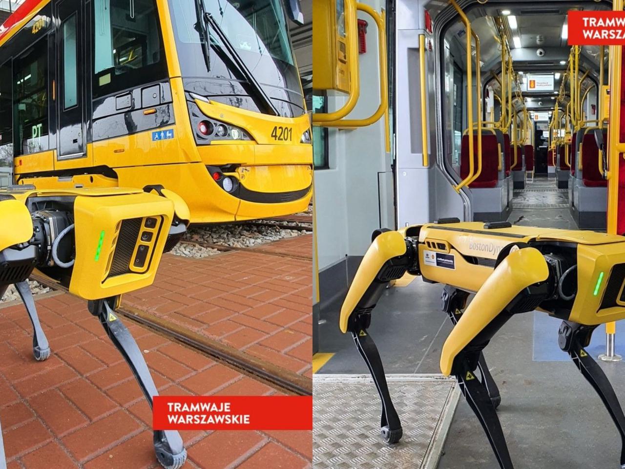 Wyjątkowy gość w zajezdni Żoliborz - robot Boston Dynamics pozował przy tramwajach