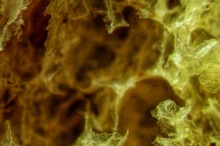 Tłusty czwartek 2023: W AGH przebadali pączki pod… mikroskopem, tomografem i rezonansem. Te zdjęcia robią wrażenie 