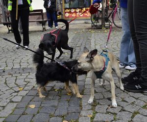 Wielki marsz adopciaków w Radomiu