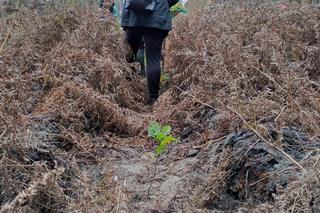 Nowe drzewa za strzelone gole. Wyjątkowa akcja Warty Poznań. Finał drugiej edycji akcji „Ale Zasadził!”