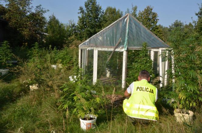 Policjanci zlikwidowali uprawę konopi w Sokołowie Małopolskim