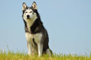 Na wrocławskim śródmieściu husky pogryzł chłopca. Pilnie potrzebny kontakt z właścicielem!