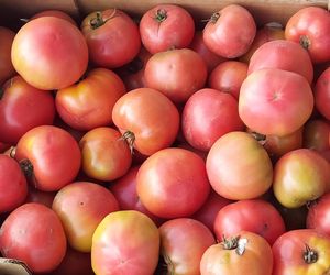 Samozbiory pomidorów na plantacji w Niewirkowie cieszą się powodzeniem