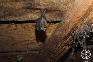 Polskie Towarzystwo Przyjaciół Przyrody pro Natura zaprasza do Krainy Podkowca