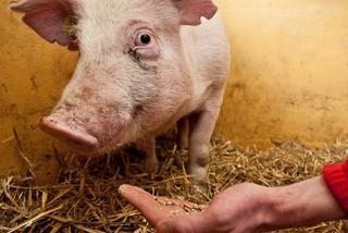 Niebezpieczna choroba świń trafi do Polski?