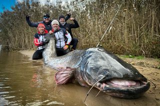 Rekord świata! Sum wyłowiony w Rybniku mógłby połknąć człowieka