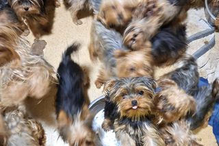 Nie żyje właścicielka pseudo hodowli w Bydgoszczy! 85 psów żyło w strasznych warunkach