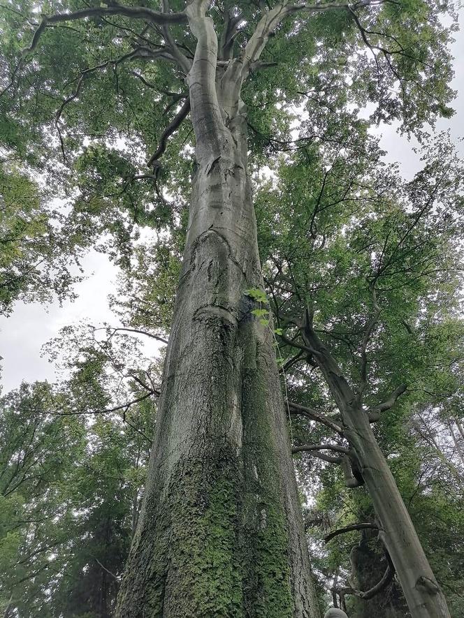Potężne drzewa o wymiarach pomnikowych w Lesie Murckowskim