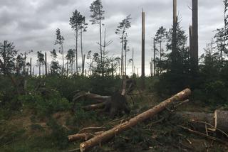 Zniszczonych ponad 9 tys.hektarów lasów. Ogromne straty w kujawsko-pomorskiem
