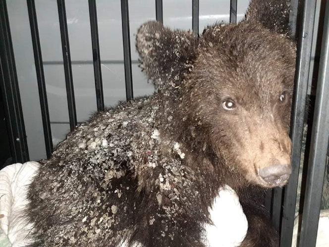 Niedźwiadek Ada znaleziony w Teleśnicy  