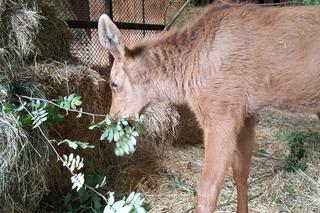 Mała samiczka łosia zgubiła mamę. Schronienie znalazła w bydgoski zoo [ZDJĘCIA, WIDEO]