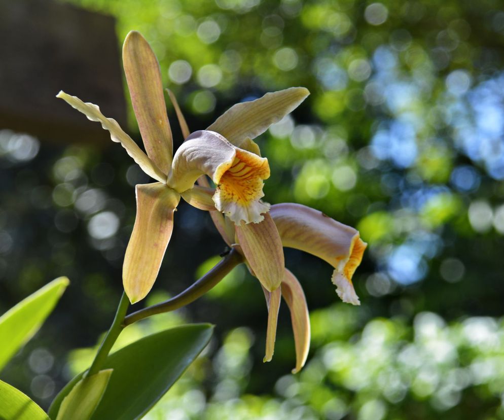 Storczyk Cattleya