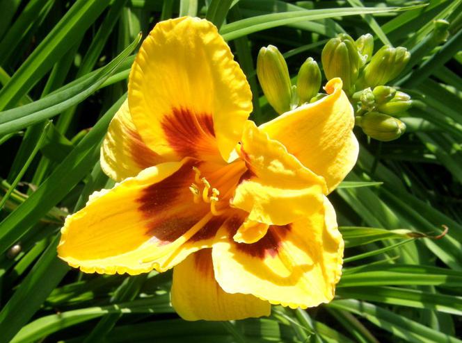 Liliowiec 'Little Paul' 