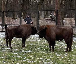 Dwa nowe żubry zamieszkały w białostockim ZOO. Przyjechały aż z Poznania! 