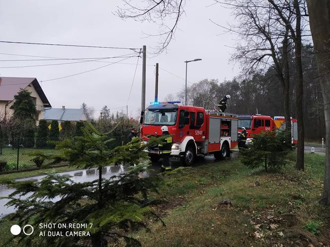 Poniedziałek Wielkanocny. Powalone drzewa i ulewy (ZDJĘCIA) 