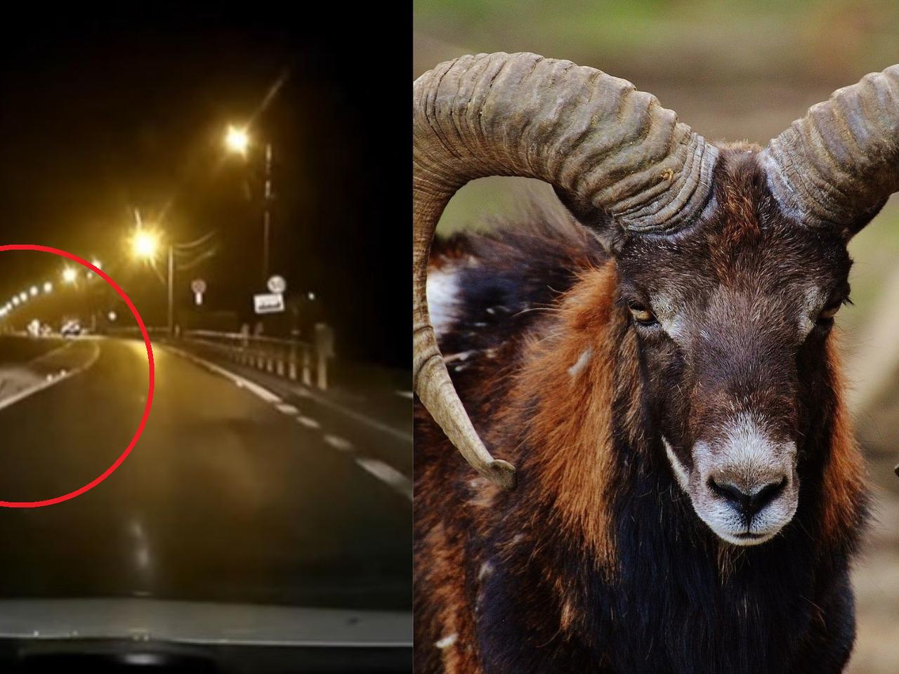 Muflony i wilki pod Opolem! Szok! Coś nam grozi? [WIDEO]