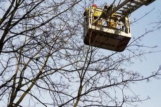 Gołąb został uwieziony na czubku drzewa. Strażacy z Lublina ruszyli mu na ratunek