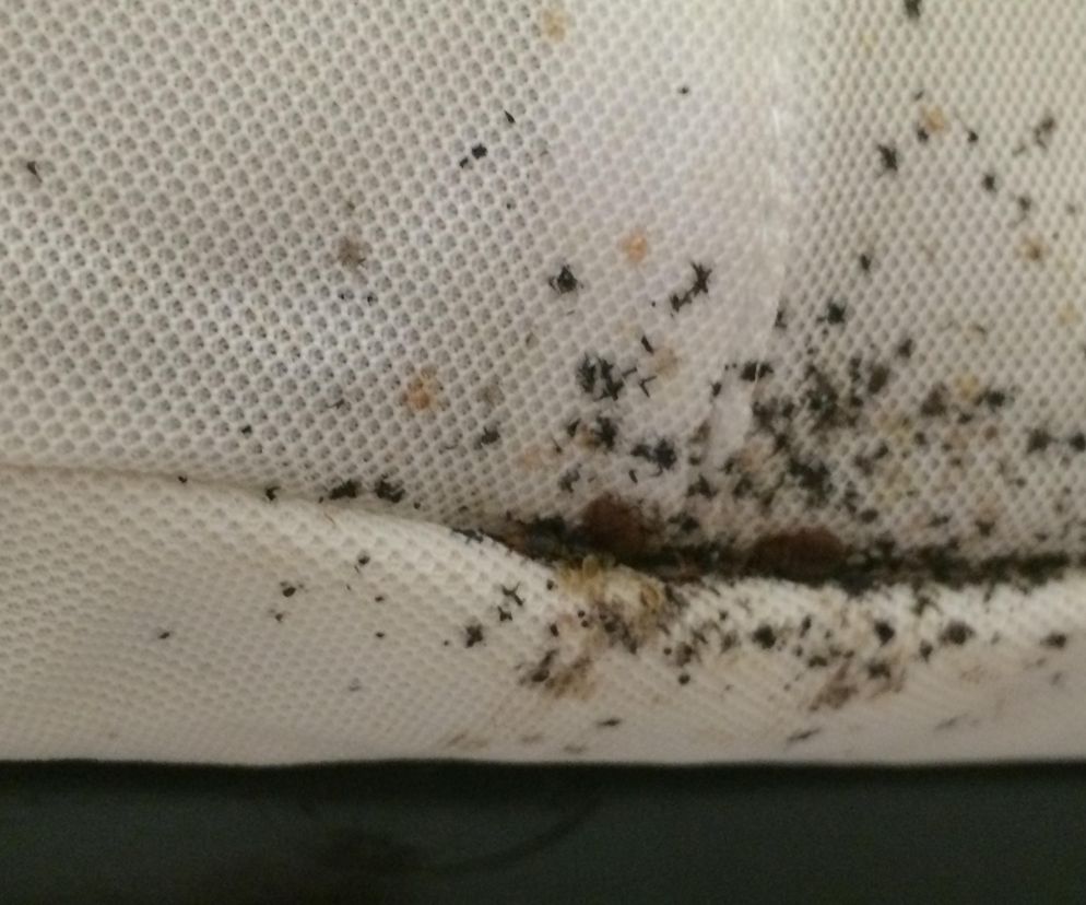 Plaga pluskiew w Warszawie. Czy są groźne dla naszego zdrowia?